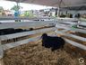 Itapiranga projeta 30 mil pessoas na Efrait