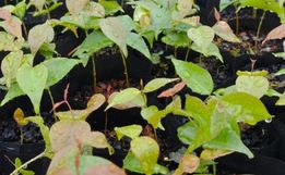 População pode pedir mudas de árvores nativas para plantar, em Guaraciaba