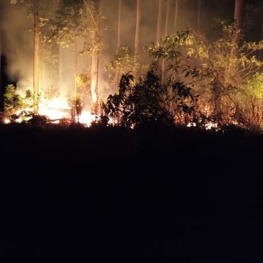 Incêndio atinge 64 hectares de reflorestamento no interior