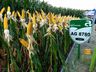 Cooperalfa envolve centenas de agricultores na 3ª Noite de Campo em SJCedro