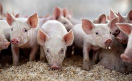 Suinocultores comemoram bom momento da atividade, mas comportamento futuro do mercado preocupa