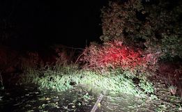 Temporal derruba árvore e bloqueia BR-282 em São Miguel Oeste  