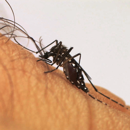 São José do Cedro decreta estado de epidemia de Dengue 