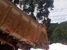 Município auxilia na recolha e descarte adequado de animais mortos em tombamento de caminhão