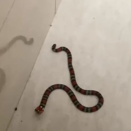 Cobra coral é encontrada dentro de banheiro de residência