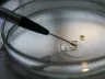Brasil supera marca de mil mortes de dengue em 2024