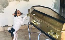 Cachorro chora e acompanha velório da tutora ao lado do caixão