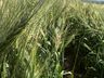 Epagri realiza Dia de Campo para apresentação da cultura de inverno