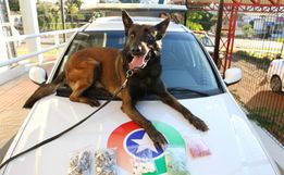 SMO: 798 comprimidos de ecstasy, cocaína e maconha são apreendidos pela PM