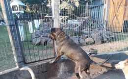 Protetora promove almoço para arrecadar recursos em prol de animais