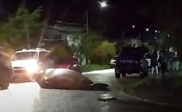 VÍDEO: Elefante-marinho circula por bairro residencial no Chile
