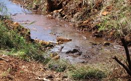 Área de preservação é limpada em Palma Sola
