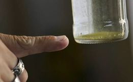 Município de SC registra primeiro caso de chikungunya em jovem de 19 anos