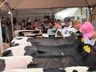 Qualidade genética e potencial leiteiro em destaque no julgamento de gado holandês da ExpoCedro 2025