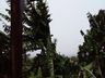 Temporal causa estragos em municípios da região do Extremo Oeste