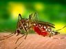 Anvisa aprova vacina contra dengue com eficácia de 80%