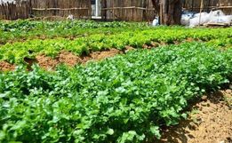 Prefeitura de SJCedro vai disponibilizar terrenos institucionais para cultivos e plantios