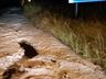 VÍDEO: Chuva de granizo atinge Campo Erê na noite deste sábado 