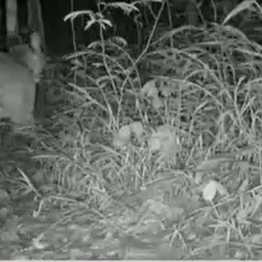 Onça-parda é flagrada por armadilha fotográfica no Oeste de SC; Assista 