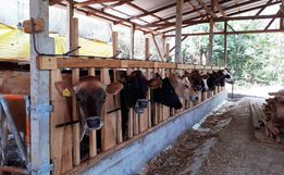 Exposição de animais será destaque na ExpoAnchieta em março