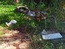 Mutirão de limpeza e de combate a dengue é realizado