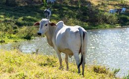 Anchieta adere o programa Mais Pecuária Brasil por 12 meses