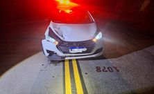 Motorista atropela animal na SC-305 em Campo Erê