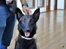 Polícia Civil de São Miguel do Oeste adquire novo cão para o NOC