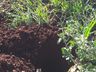 Inverno com pouca incidência de frio prejudica a produção de frutas