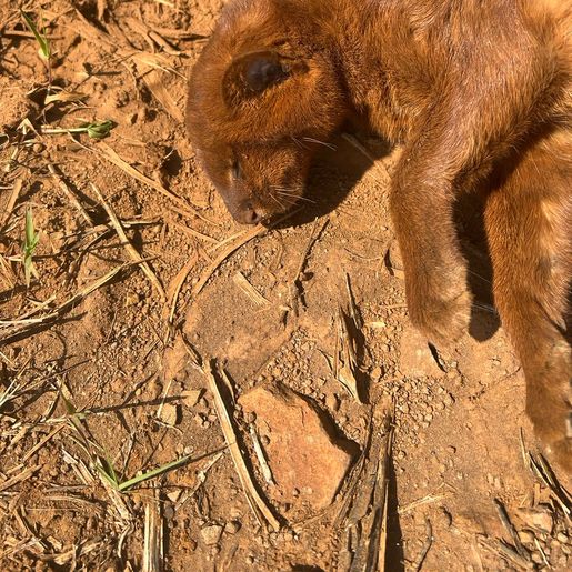Gato-Mourisco Vermelho é encontrado atropelado no interior de Guarujá do Sul