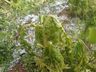 Chuva de granizo causa prejuízos em lavouras da região
