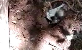 Vídeo: Homem tenta matar cachorra a pauladas e enterra animal ainda vivo em Cunha Porã 
