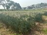 Cedup Campo Erê realiza tradicional Dia de Campo 