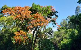 Engenheiro agrônomo destaca floração da corticeira, uma árvore medicinal