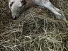 Bezerra com duas cabeças nasce em propriedade rural de Belmonte