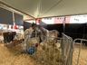 Mais de 100 expositores movimentam a Expo Campo Erê 2025