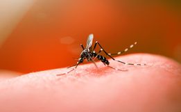 Casos de Dengue registram novo aumento significativo em Itapiranga