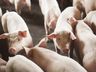 SC exporta 68 mil toneladas de carne suína em outubro, um dos melhores resultados desde 1997