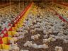 Ministério da Agricultura descarta três casos de gripe aviária; suspeita em SC segue em análise