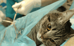 Mutirão de castração de animais é novamente adiado 