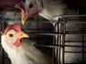 Japão suspende importação de aves de Santa Catarina