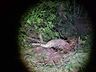 Veículo sai da pista e capota no interior de Tunápolis