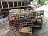Polícia Militar Ambiental flagra aves nativas em cativeiro