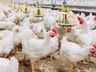  Após caso confirmado em granja comercial, Brasil se declara livre de gripe aviária 