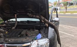VÍDEO: Motorista viaja mais de 600 km com jiboia no motor do carro