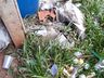 Lixo continua sendo jogado em terrenos baldios em SJCedro