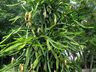 Morador de SJCedro investe no cultivo de pitaya