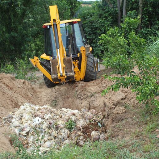Avicultor perde 2,8 mil frangos por causa do calor