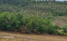 FOTOS: Temporal causa estragos em Palmitos e Caibi 