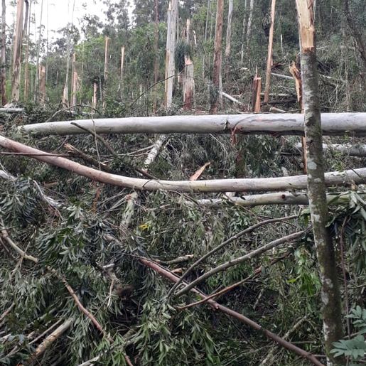   Temporal causa danos e atinge cerca de 15 propriedades em Barra Bonita